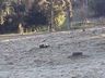 FOTOS: Internautas registram geada em São Miguel do Oeste