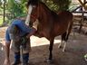 Ferrador de cavalos, uma profissão arriscada e com poucos profissionais 
