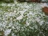 Chuva de granizo causa prejuízos em lavouras da região