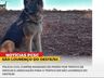 Mulher é presa por tráfico de droga e associação ao tráfico em São Lourenço do Oeste