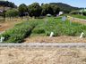 Cooperalfa promove campo tecnológico de pastagens de verão em SJCedro
