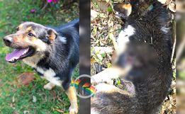 Cachorro é morto a tiros em sítio no interior de Paraíso