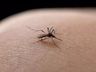São Miguel do Oeste investiga óbito suspeito de dengue