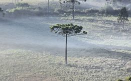 Serra de SC amanhece com geada e termômetros abaixo de 5°C