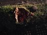 Capotamento na BR-282 deixa jovem de 21 anos com ferimentos leves em Pinhalzinho