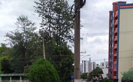 Voluntários plantam árvores em São Miguel do Oeste