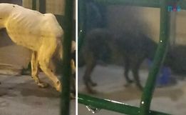 Scanner revela cães em contêiner que partiria de SC para a China