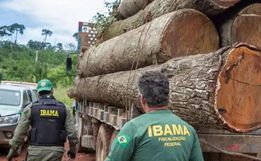 Exploração de madeira ilegal no Amazonas cresce e chega a 62%