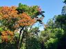 Engenheiro agrônomo destaca floração da corticeira, uma árvore medicinal