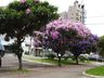 Arborização urbana é regulamentada em São Miguel do Oeste