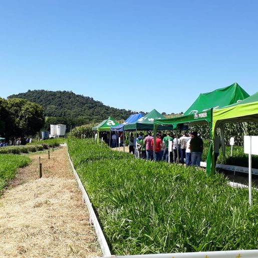 Cooperalfa promove campo tecnológico de pastagens de verão em SJCedro