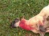 Cães matam ovelhas em propriedade de Guarujá do Sul