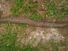 Serpente Urutu mata vaca na Serra Catarinense
