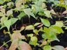População pode pedir mudas de árvores nativas para plantar, em Guaraciaba
