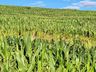 Estiagem afeta produção agrícola e leiteira em São Miguel do Oeste