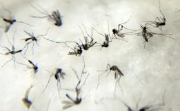 SC vive escalada de dengue com 182 mortes e 267 mil casos em 2024