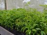 Viveiro de plantas de Guaraciaba tem produzido de 10 a 12 mil mudas por ano