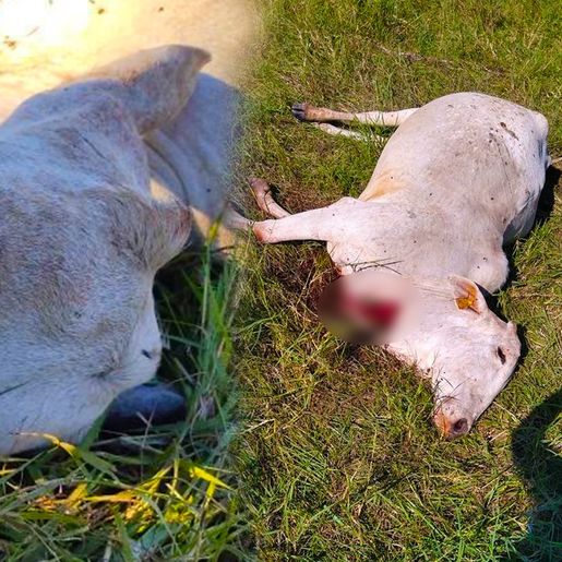 Agricultor tem prejuízo de R$ 19 mil com crime de abigeato em Descanso