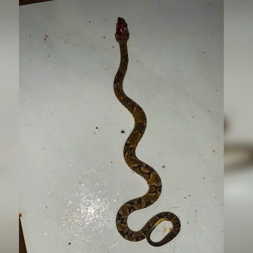 Jovem encontra cobra venenosa em moto no interior de Descanso