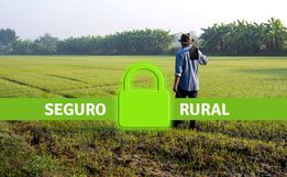 Produtores devem estar atentos às regras para solicitar o seguro agrícola 