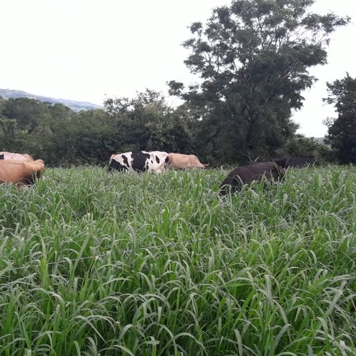 Exposição de animais será destaque na ExpoAnchieta em março