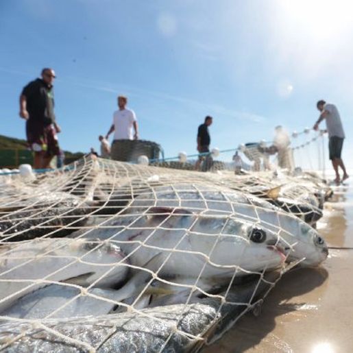 Secretaria da Aquicultura e Pesca busca maneiras de fortalecer atividade no Extremo Oeste