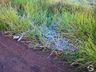 Geada muda paisagem em São Miguel do Oeste neste domingo; FOTOS E VÍDEO