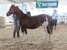 Cavalos crioulos de Itapiranga são avaliados na 11ª Efrait