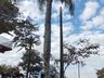 Setor de Meio Ambiente inicia desenvolvimento do projeto de arborização