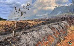 Incêndio atinge área de vegetação e eucaliptos no interior de Bandeirante