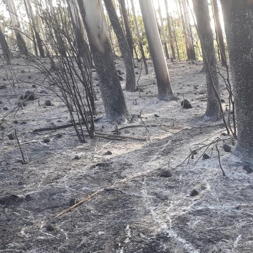 Incêndio consome pastagem e reflorestamento em Itapiranga