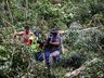 Vídeo: Trabalhador fica ferido ao ser atingido por árvore no interior de Bandeirante