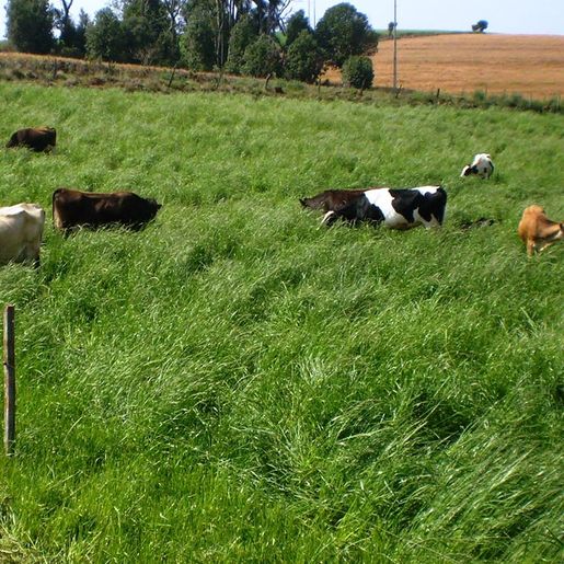 Falta de frio  prejudica o desenvolvimento das pastagens de inverno na região