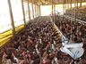 Preço dos ovos registra alta para o consumidor e também ao produtor