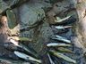 Vídeo: Após mortes de peixes, morador denúncia poluição em riacho de SMOeste