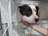 Cão da raça Pitbull é atacado por cobra no interior de SMOeste