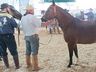 Cavalos crioulos de Itapiranga são avaliados na 11ª Efrait