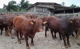 Programa Novilho Precoce aumenta produtividade de carne bovina no Estado