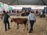 Avaliação de bezerras e novilhas é realizada na 11ª Efrait de Itapiranga