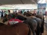 Cavalos crioulos de Itapiranga são avaliados na 11ª Efrait