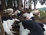 Raio mata 16 vacas em propriedade do Oeste