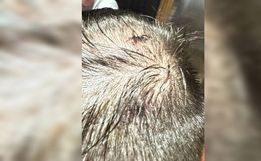 Polícia Civil identifica agressor envolvido em briga na Oktoberfest em menos de 24 horas