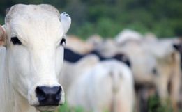 Mesmo com preço da arroba em alta, pecuaristas registram baixa margem de lucro