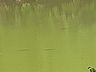 Cardume é flagrado subindo o rio durante o período de piracema em Mondaí