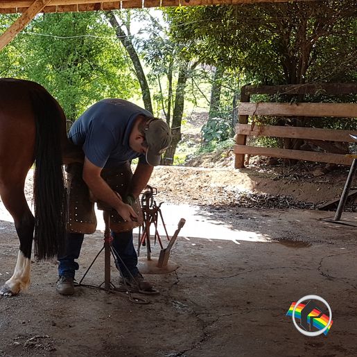 Ferrador de cavalos, uma profissão arriscada e com poucos profissionais 