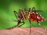 Primeiro caso de Dengue é confirmado em São José do Cedro
