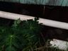 Casal com seis filhos precisa de ajuda após enxurrada invadir sua casa