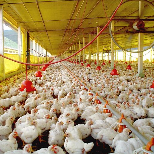 Avicultores manifestam insatisfação com reajuste de agroindústria