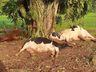 Raio mata duas vacas e uma novilha em propriedade no interior de Itapiranga