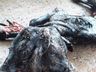 Bezerro com duas cabeças nasce em Salgado Filho